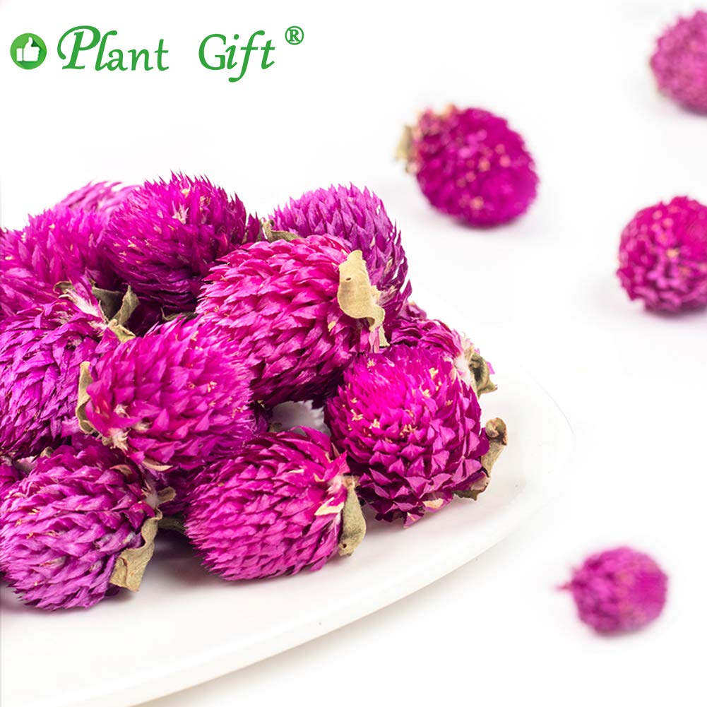 Plant Gift Dried Gomphrena globosa Flower, Natural Globe Amaranth Flower Blooming Flower Tea Natural Royal Scented Tea Gomphrena Rose Tea, Globe Amaranth, Edible Gomphrena Flower 30g/1.05oz