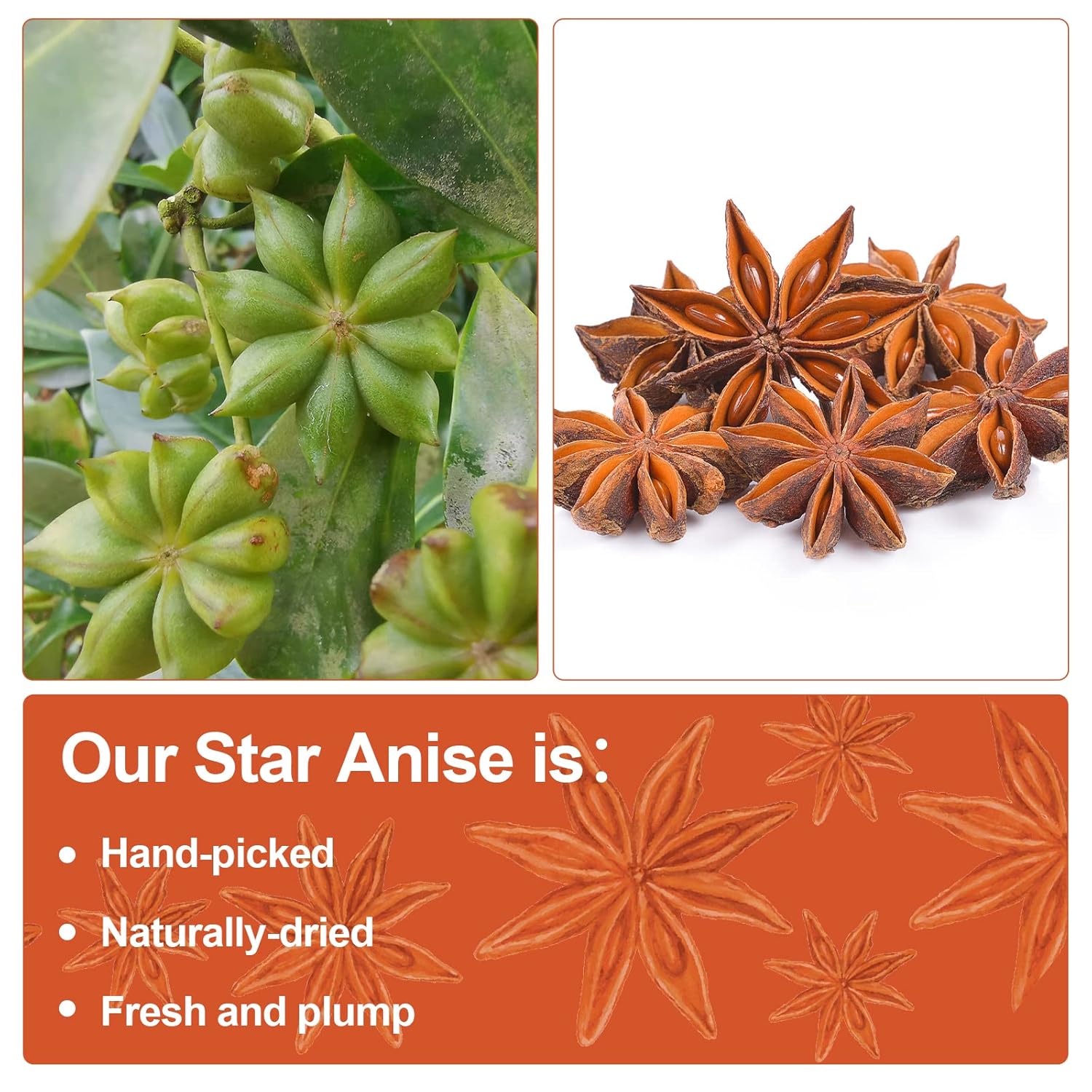 Spicefun Star Anise 7oz(200g), Chinese Star Anise Whole, Fresh, Pure and Dried Anise Pods, Great for Cooking, Baking and Tea