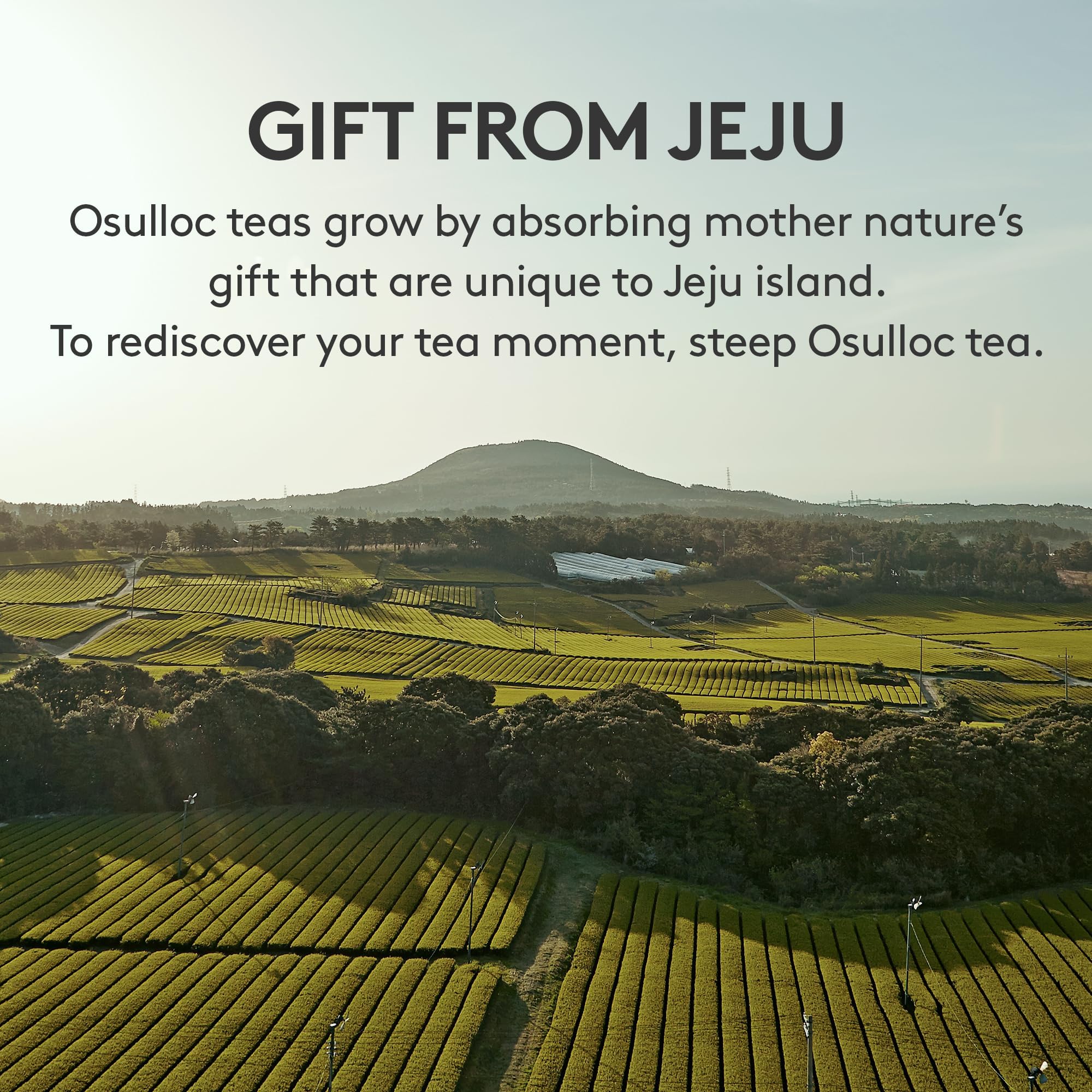 OSULLOC Premium Tea Collection (40 count, 10 flavors x 4 ea), Self Care Sampler Gift Box Variety Pack, Premium Organic Pure & Blended Tea from Jeju